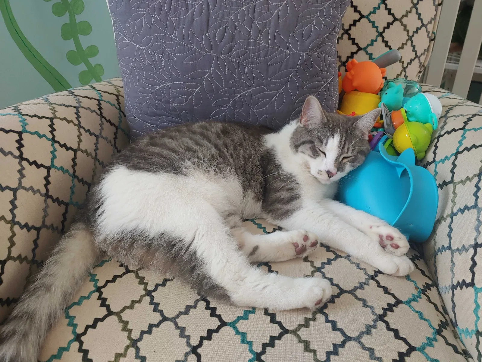 Lost cat in Somersworth, NH, 3878