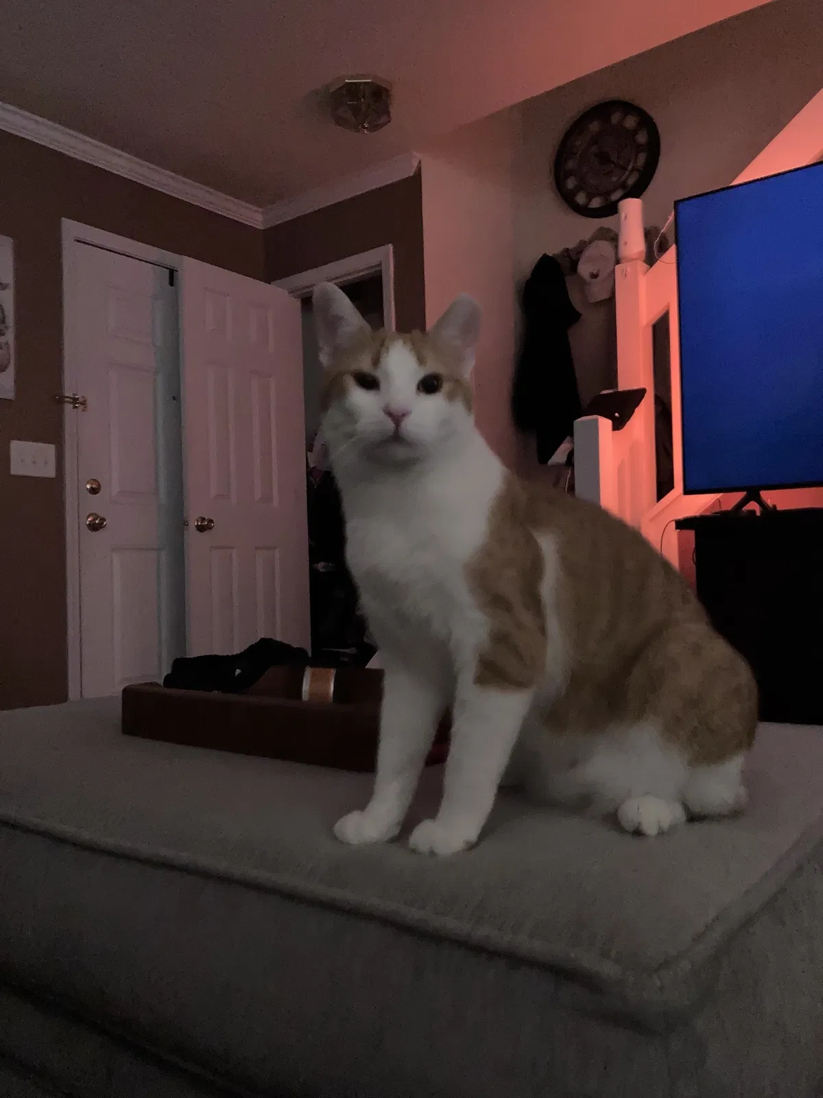 Lost cat in Charlotte, NC, 28273