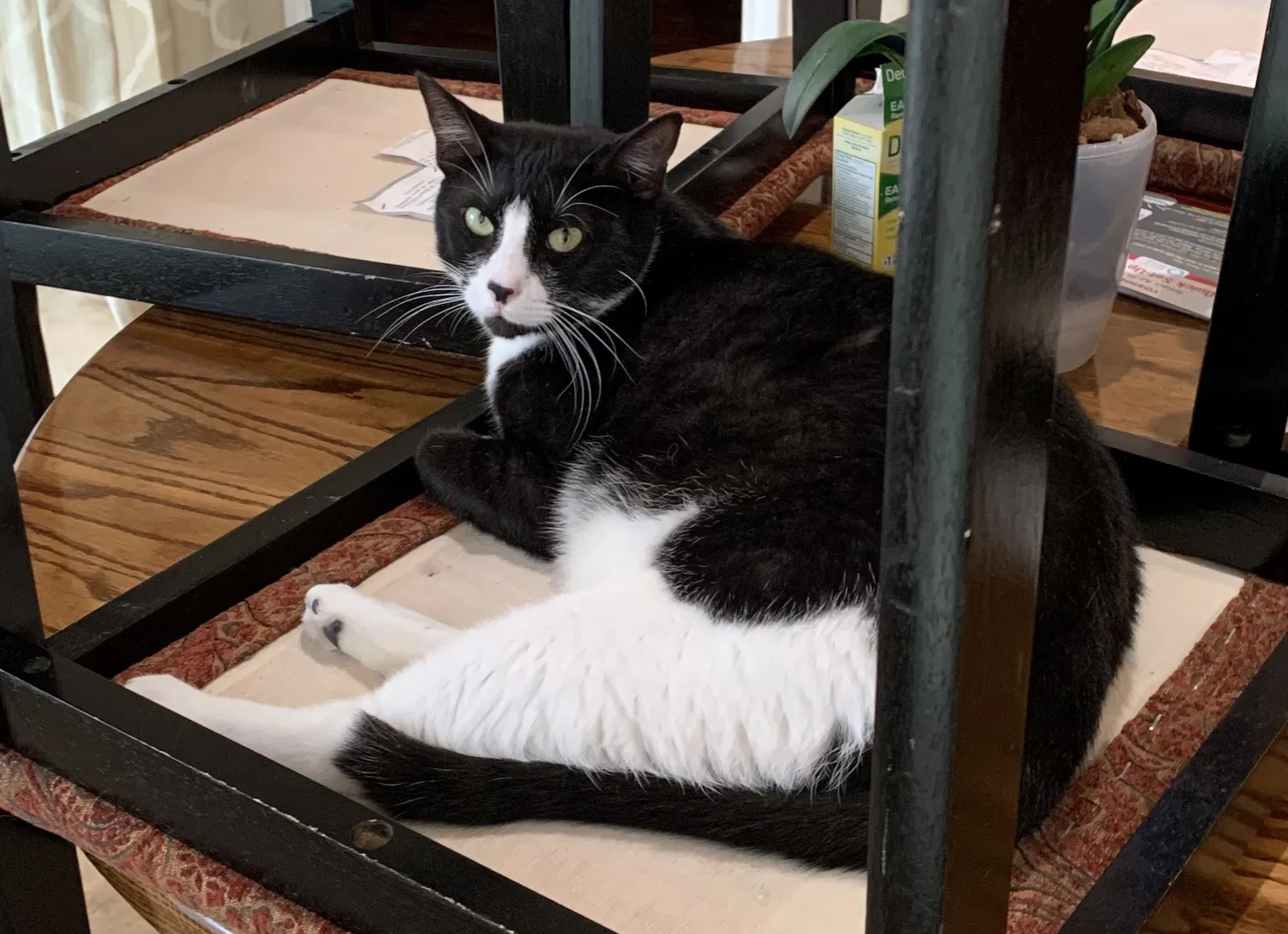 Lost cat in Fort Worth, TX, 76131
