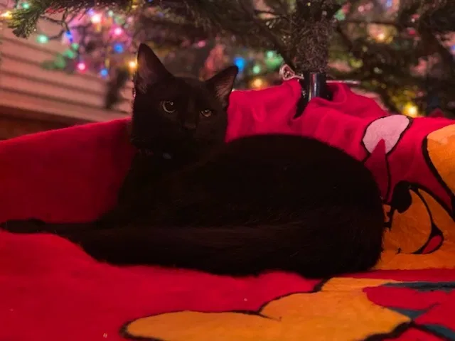 Lost cat in Saint Augustine, FL, 32084