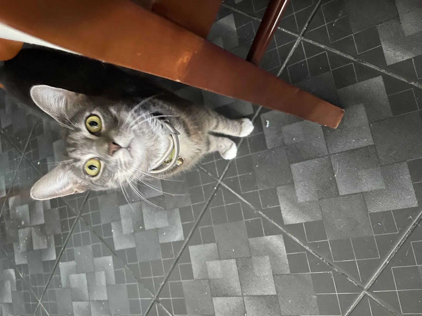 Lost cat in Fort Lauderdale, FL, 33312