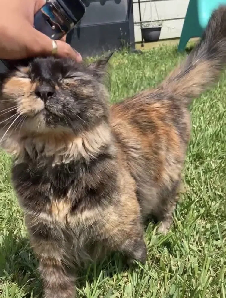 Lost cat in Katy, TX, 77449