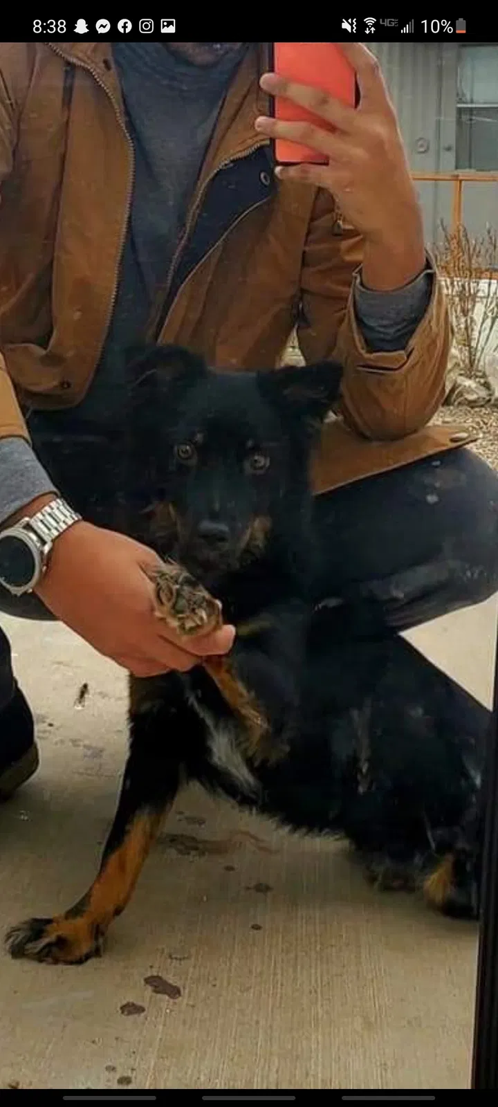 Lost dog in Tucson, AZ, 85713