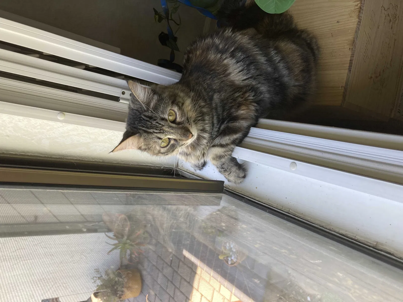 Lost cat in Hayward, CA, 94541