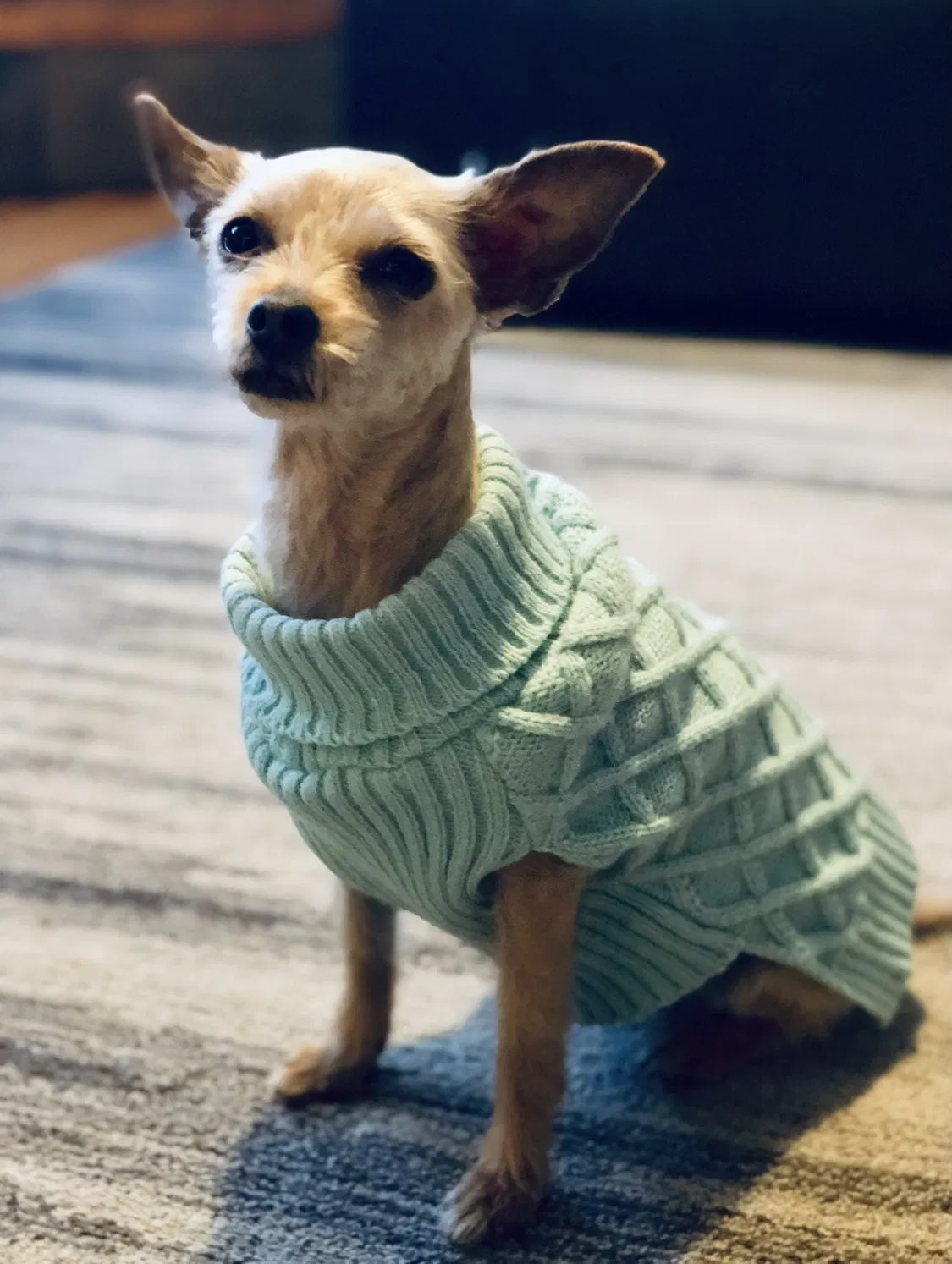 Lost dog in Denver, CO, 80238