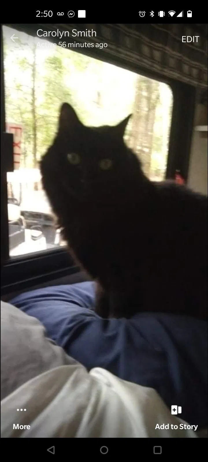 Lost cat in Hawthorne, FL, 32640