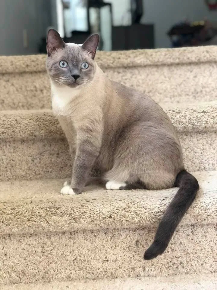 Lost cat in Katy, TX, 77449