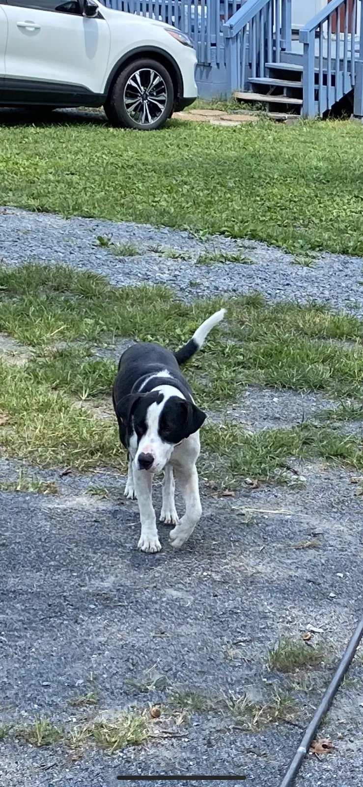 Lost dog in Decatur, TN, 37322