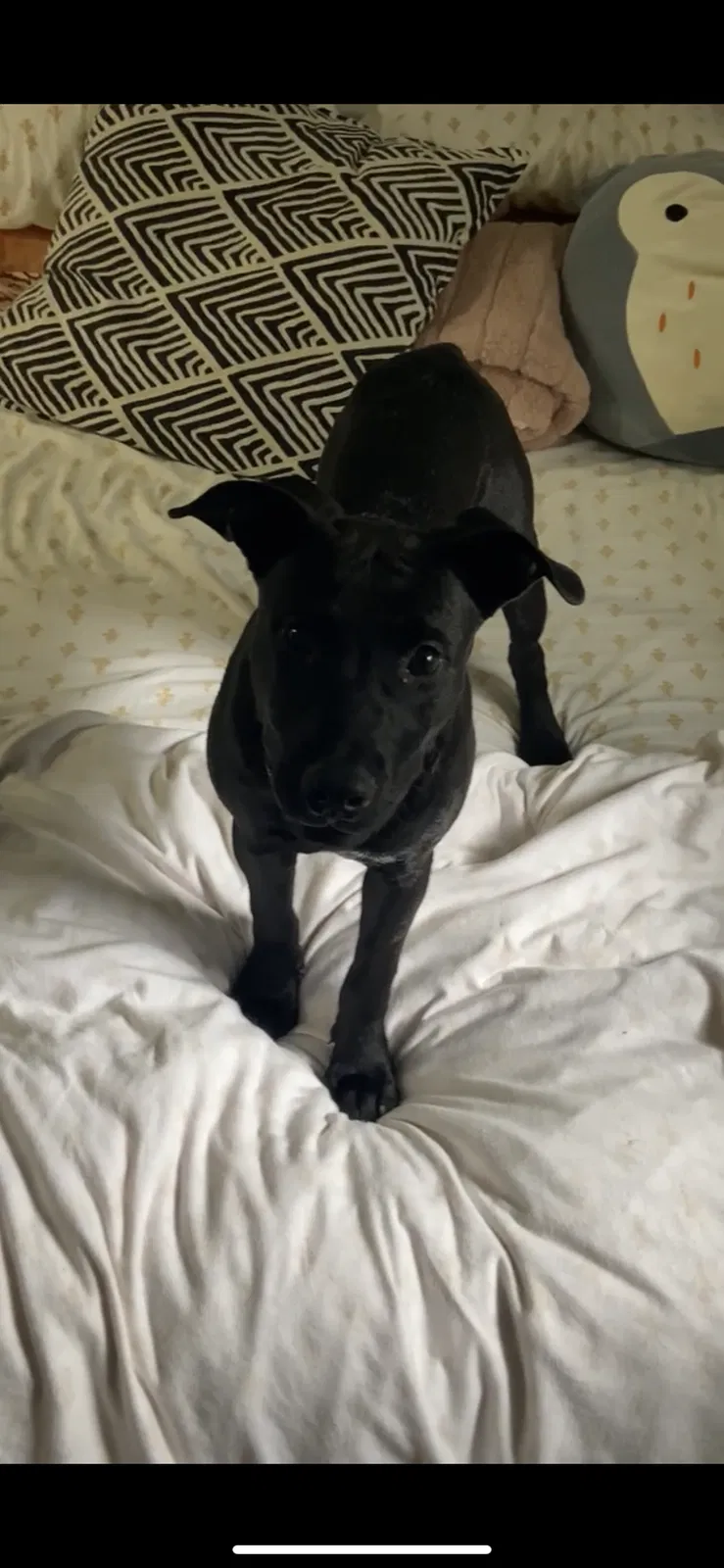 Lost dog in Atlanta, GA, 30314