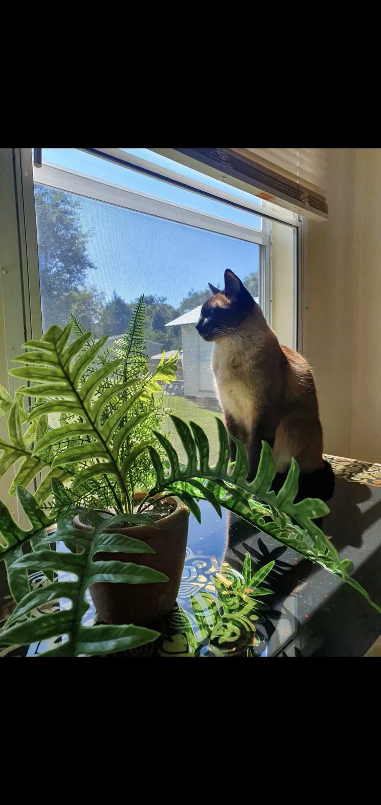Lost cat in Graham, NC, 27253