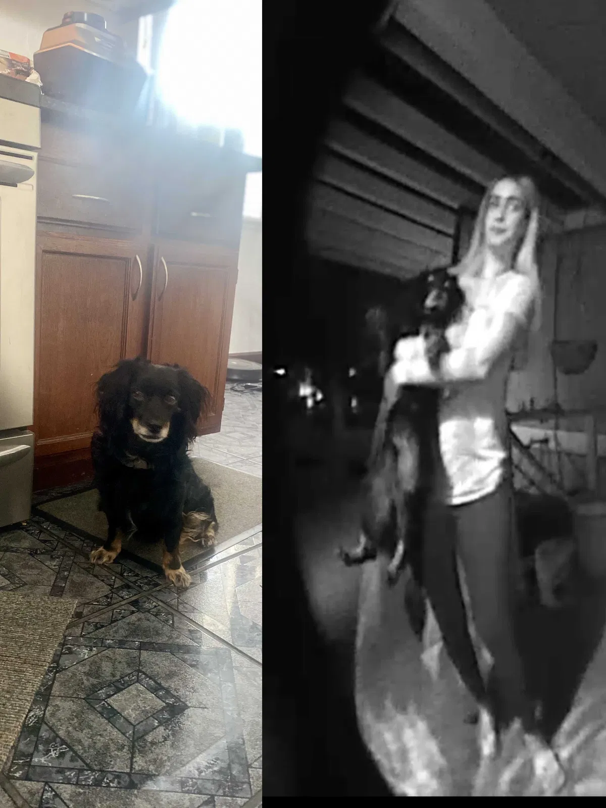 Lost dog in Rialto, CA, 92377