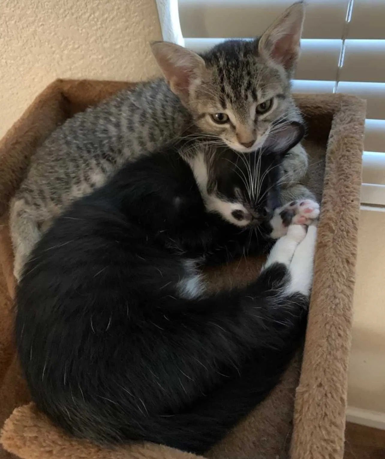 Lost cat in Sacramento, CA, 95835