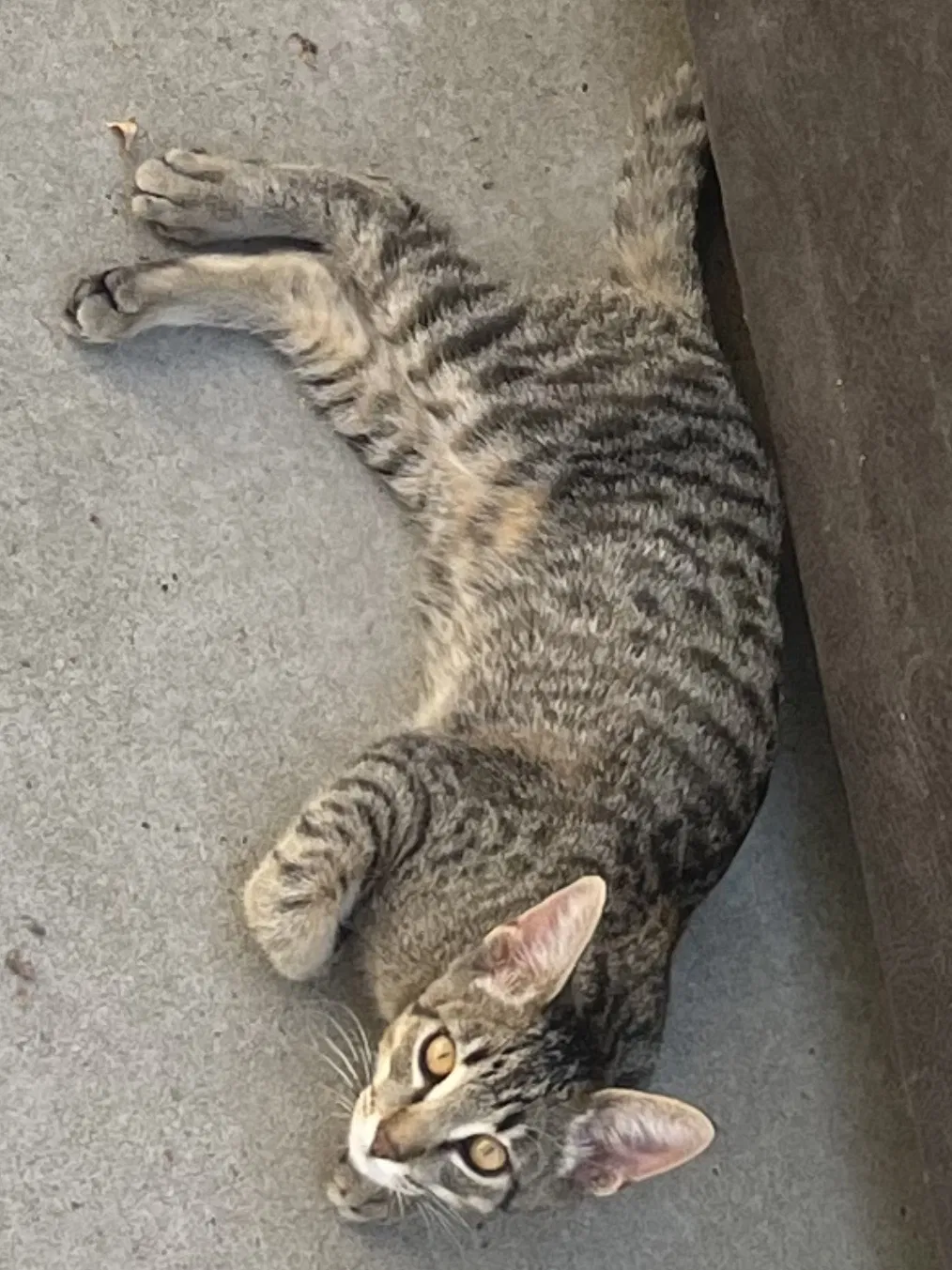 Lost cat in Sacramento, CA, 95835