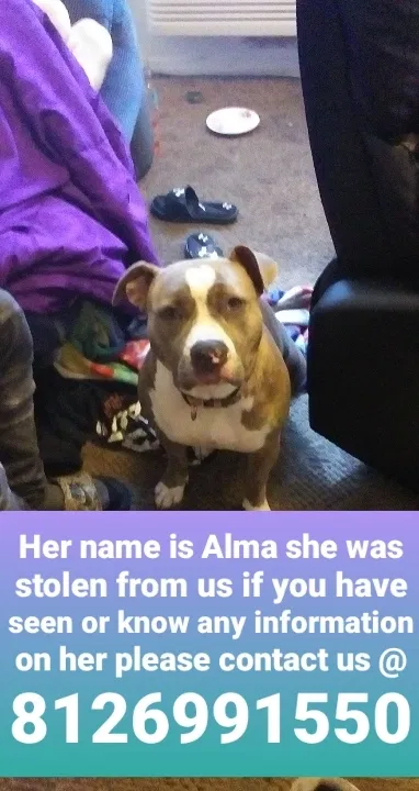 Lost dog in Pearl, MS, 39208