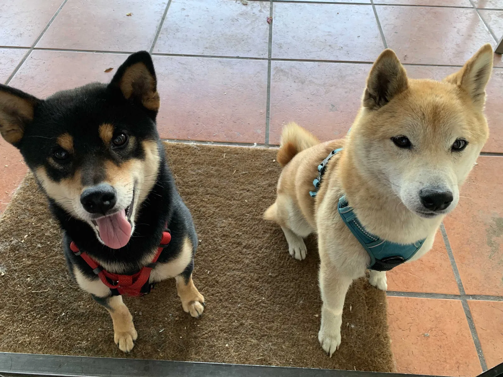 Lost dog in Walnut, CA, 91789