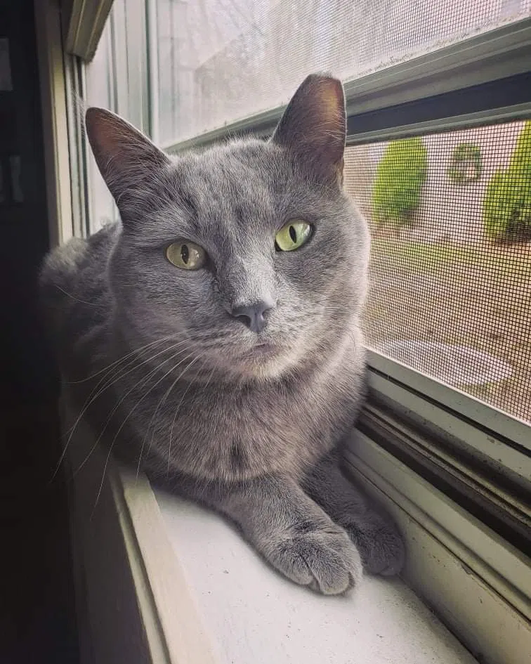 Lost cat in Saginaw, MI, 48603