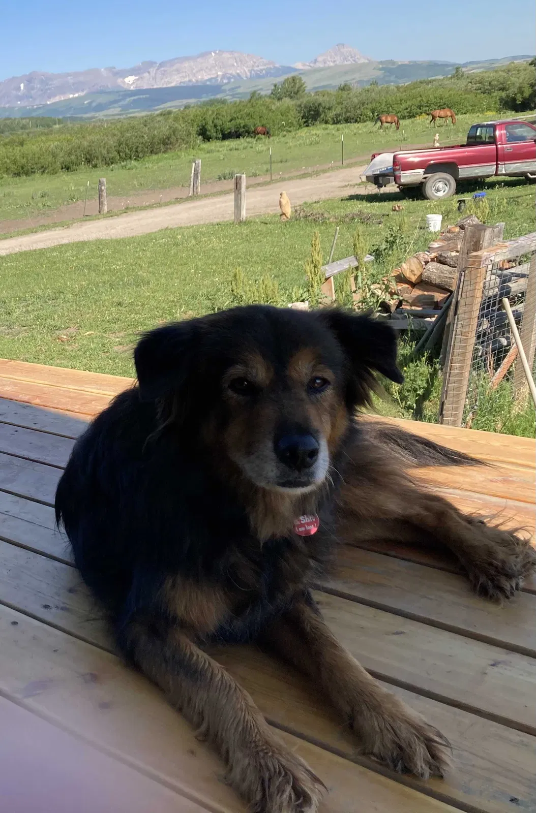 Lost dog in New Orleans, LA, 70119