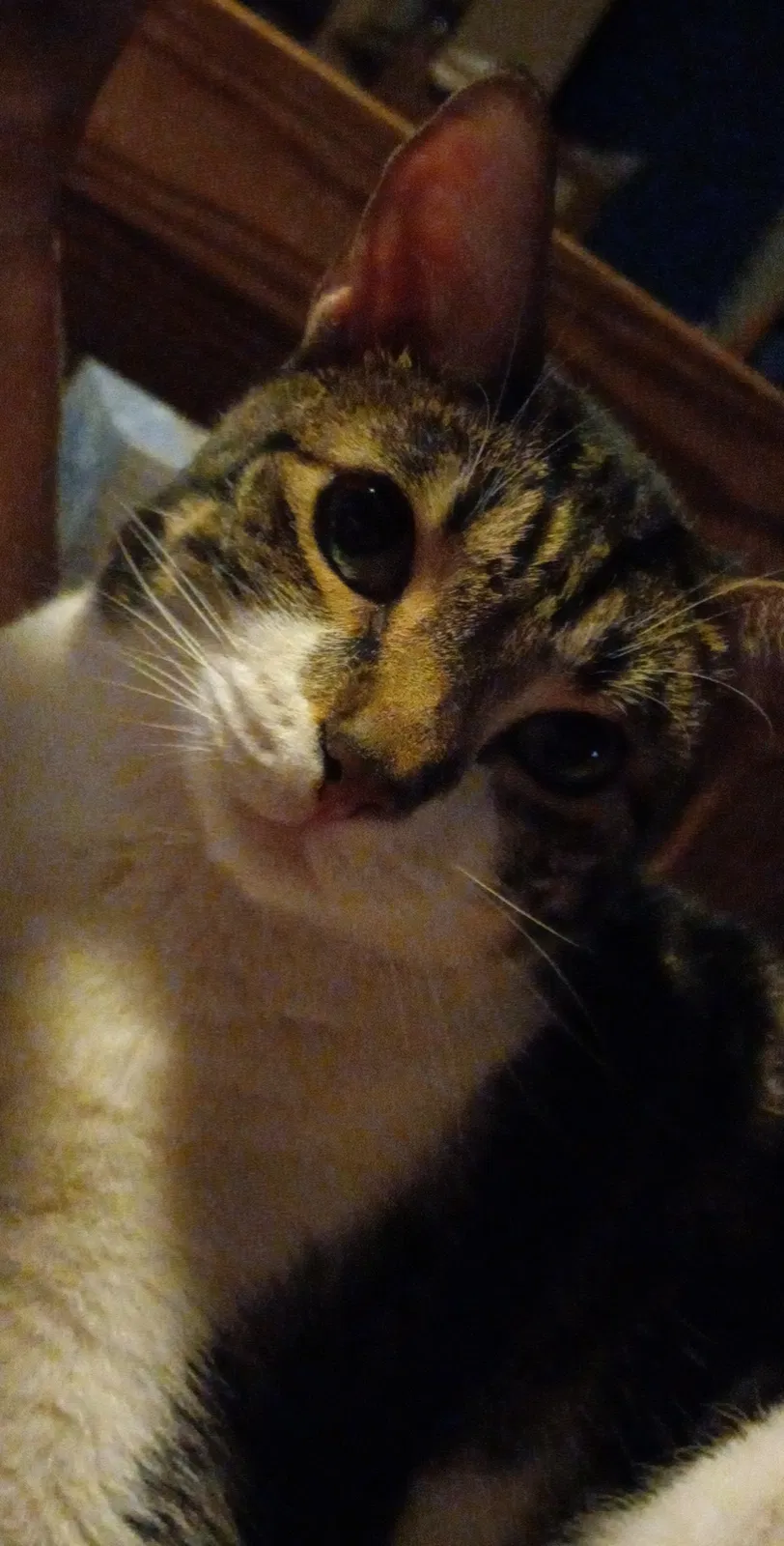 Lost cat in Las Vegas, NV, 89104