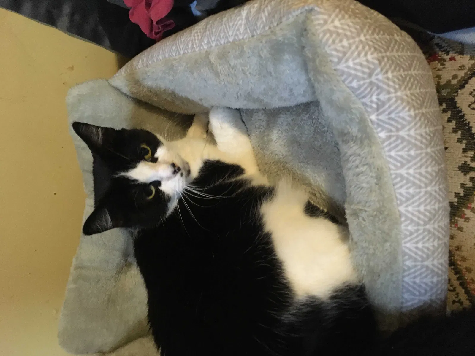 Lost cat in New Britain, CT, 6053