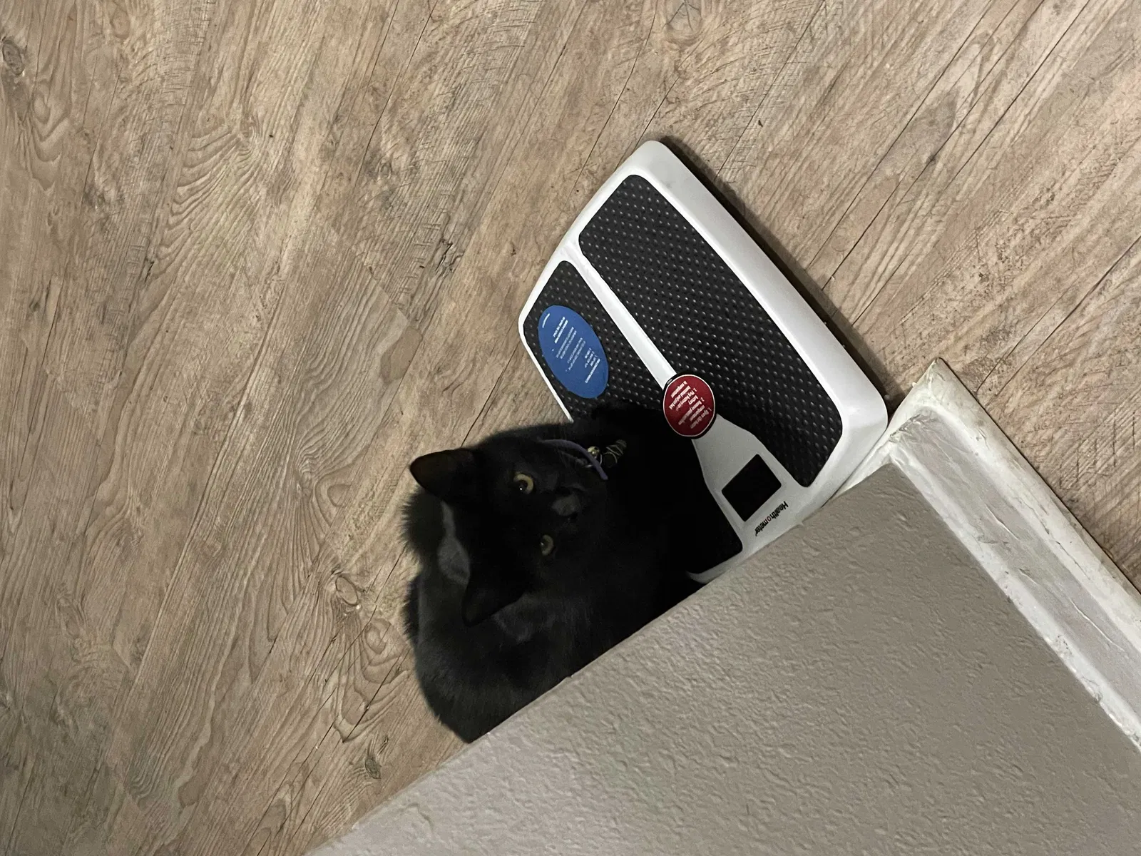 Lost cat in Austin, TX, 78759