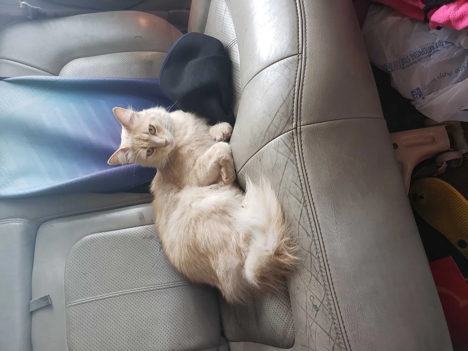 Lost cat in Greeley, CO, 80634