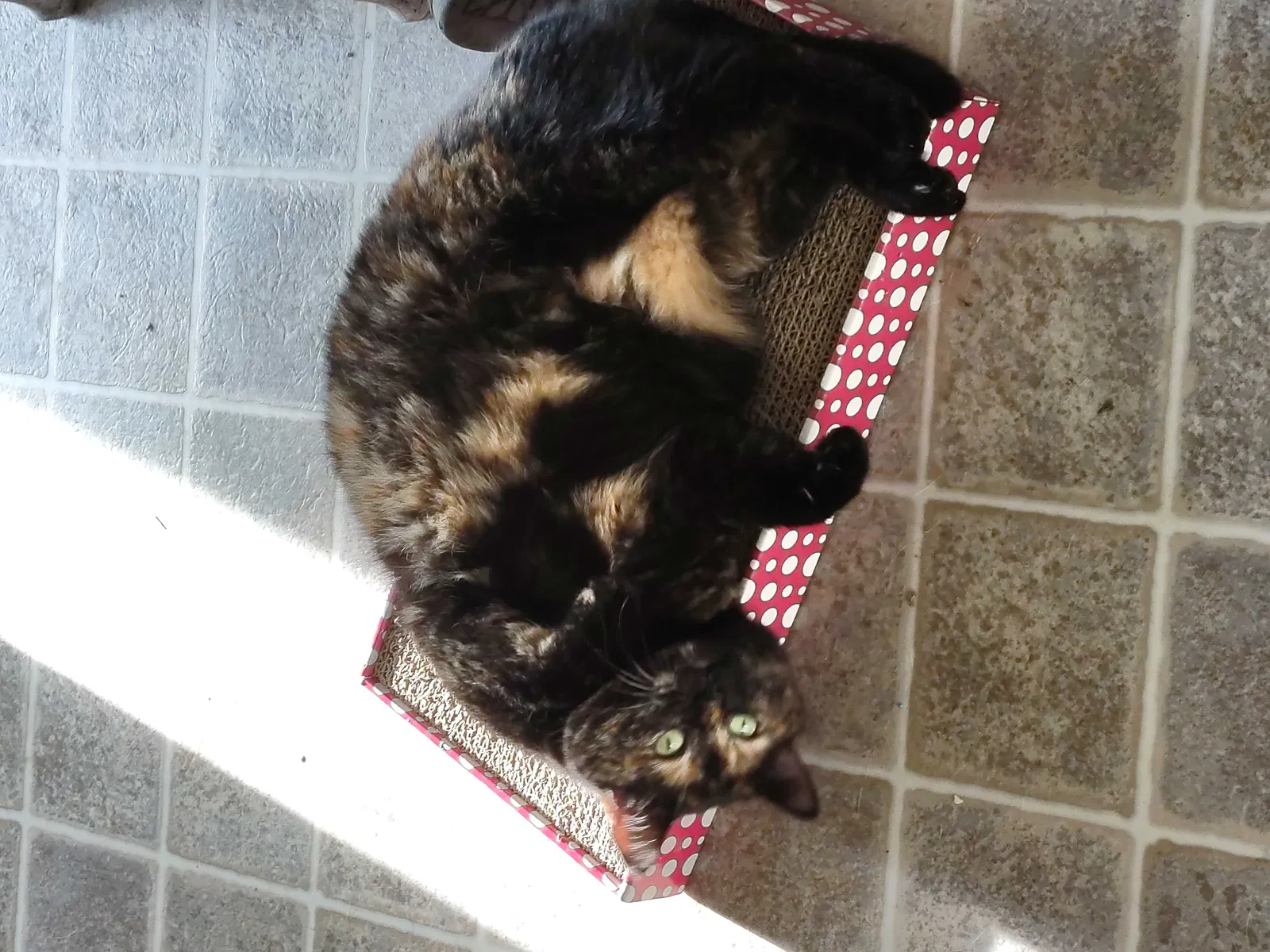 Lost cat in Lemoore, CA, 93245
