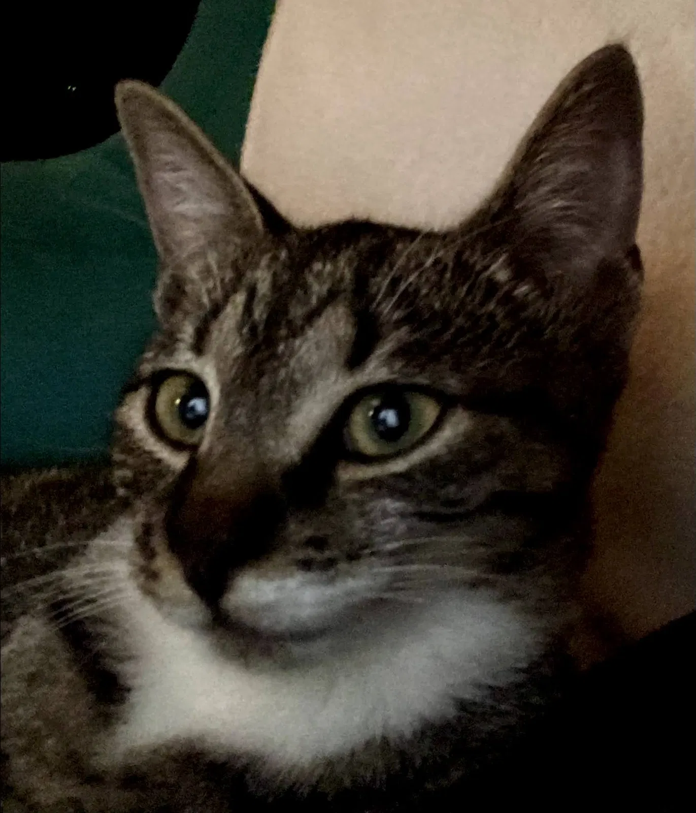 Found cat in Franklin, VA, 23851
