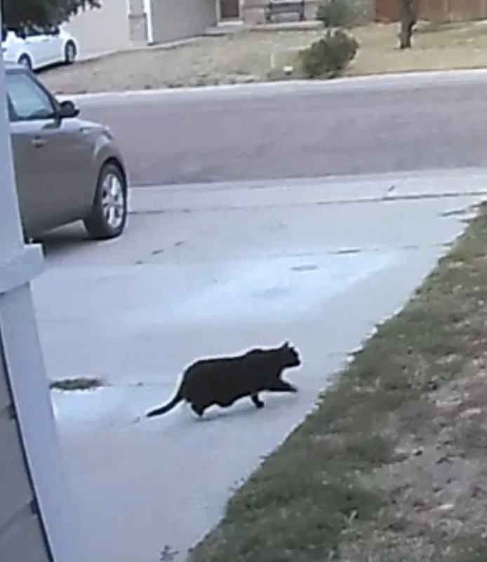 Found cat in Colorado Springs, CO, 80911