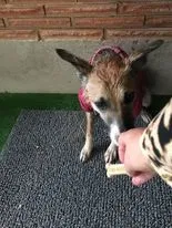Found dog in Rupert, ID, 83350