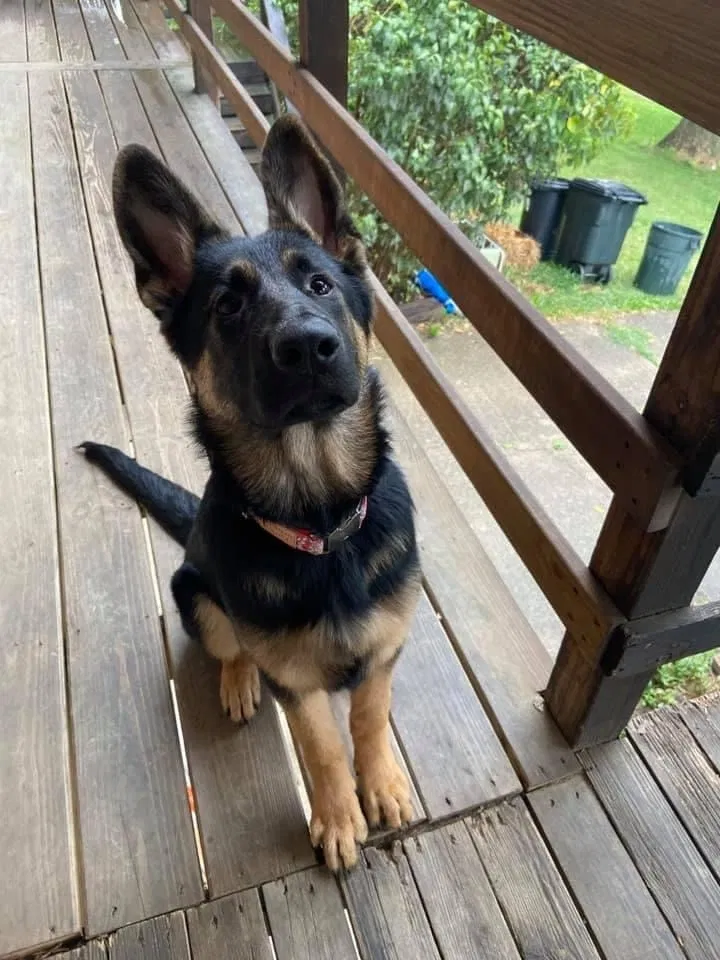 Lost dog in Ft Mitchell, KY, 41017