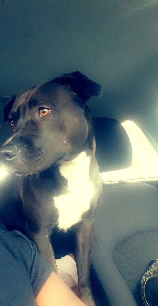 Lost dog in Killeen, TX, 76541