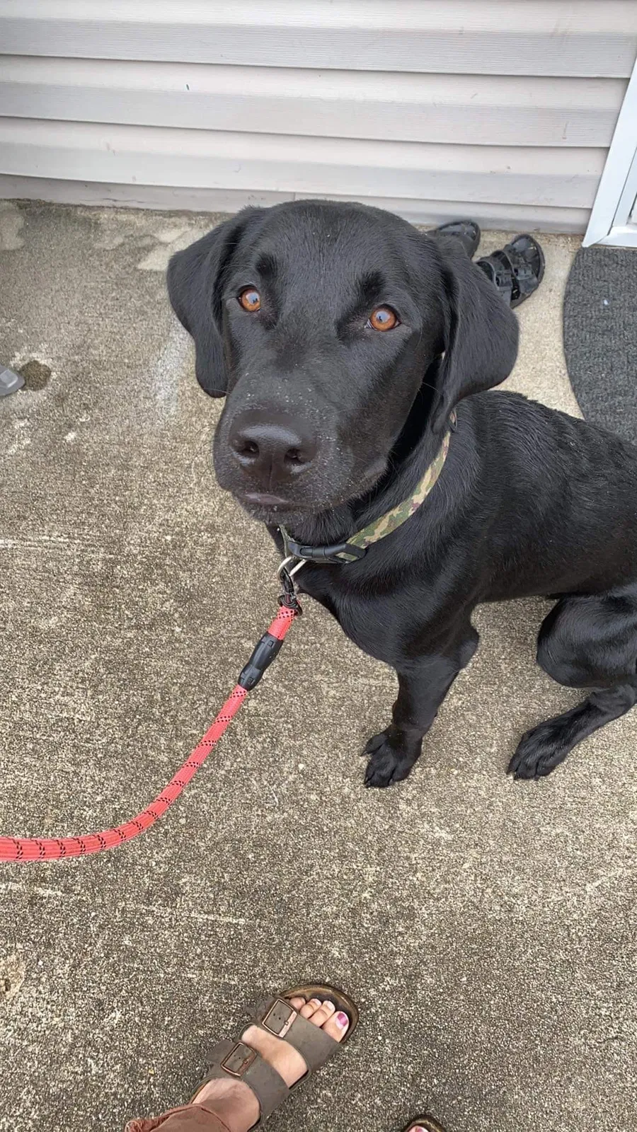 Found dog in Jacksonville, NC, 28540