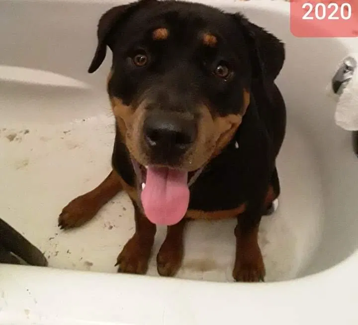 Lost dog in Springdale, AR, 72762