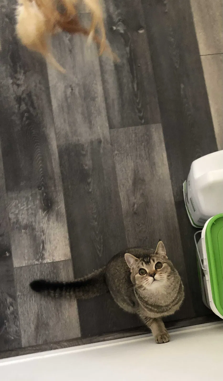 Lost cat in Newbury Park, CA, 91320