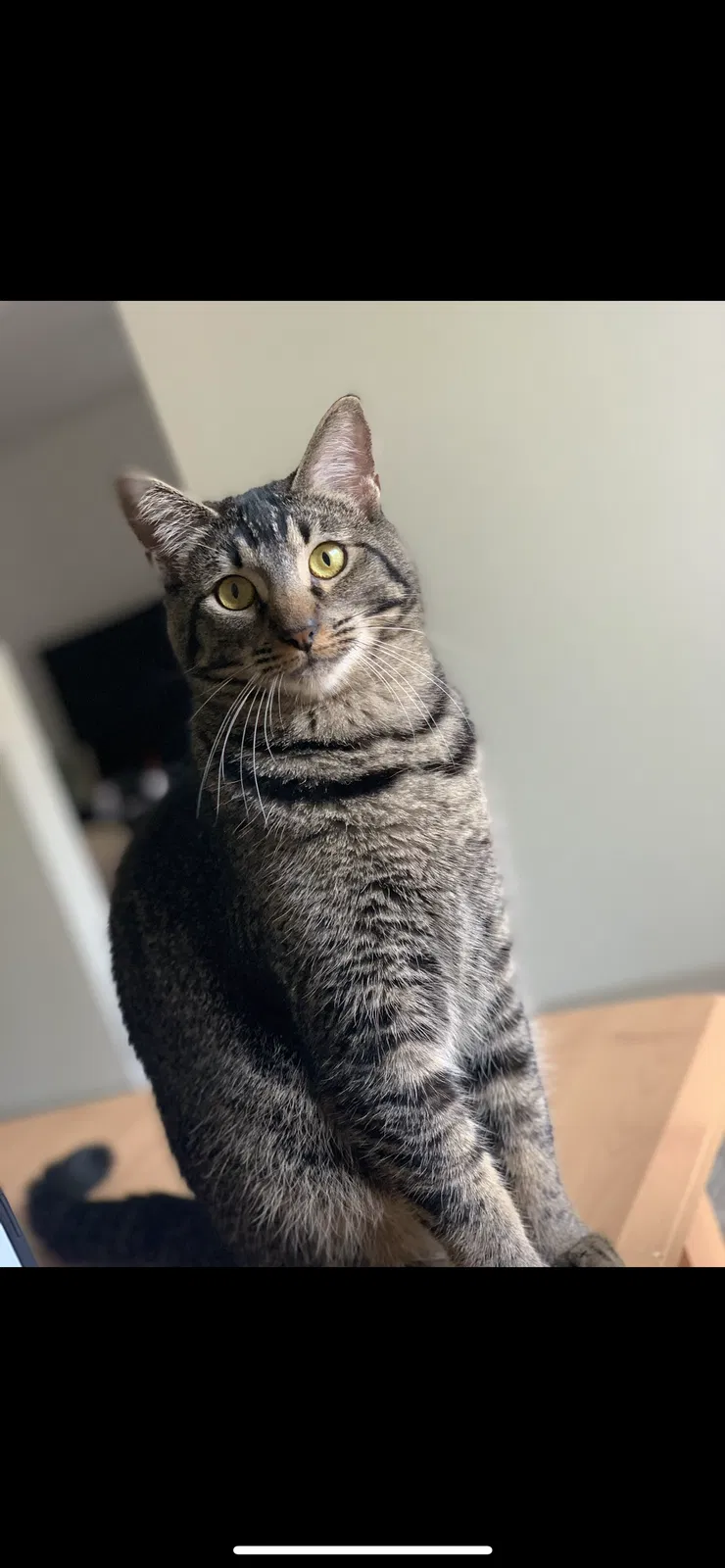 Lost cat in San Carlos, AZ, 85550