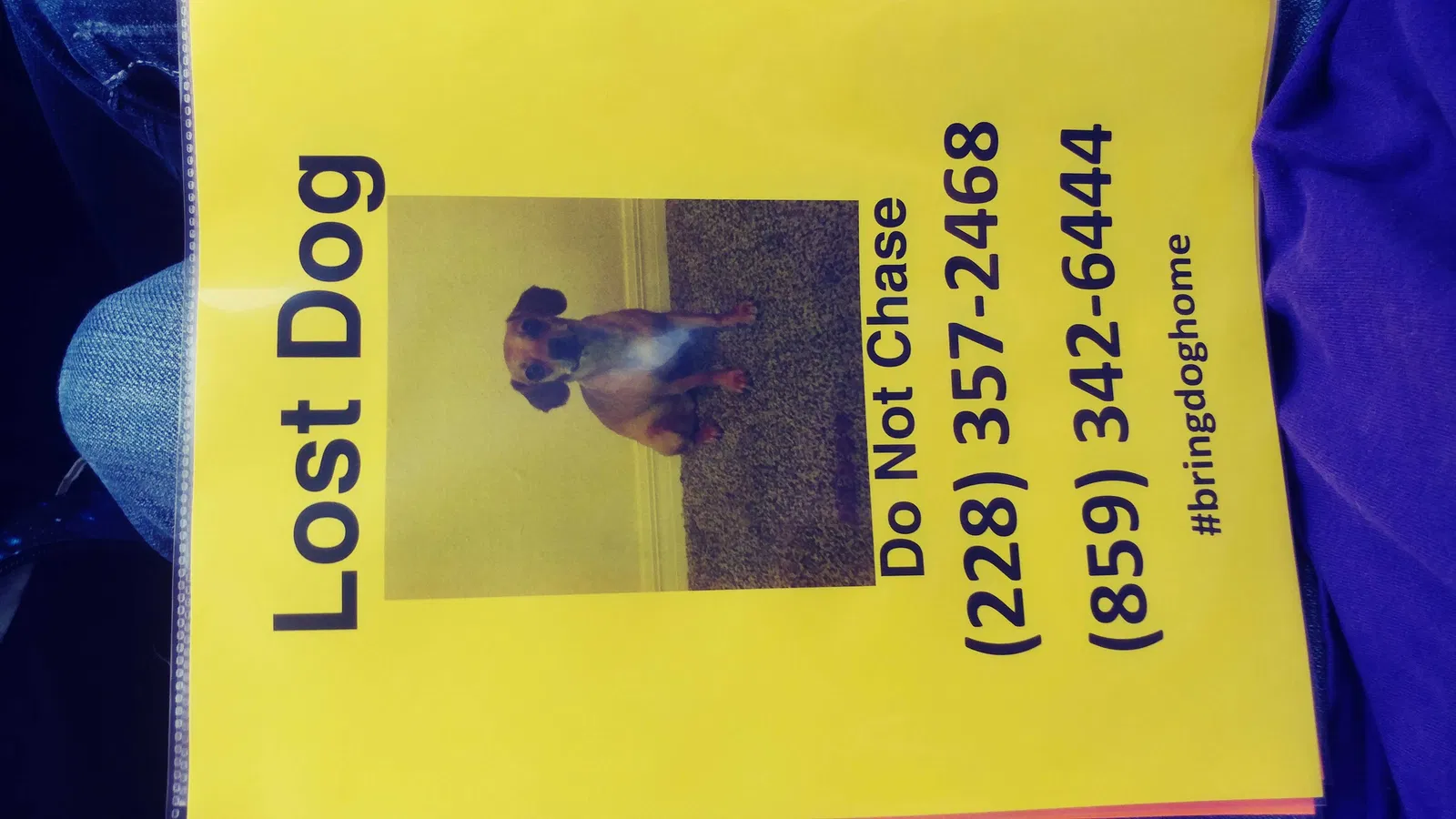 Lost dog in Florence, KY, 41042