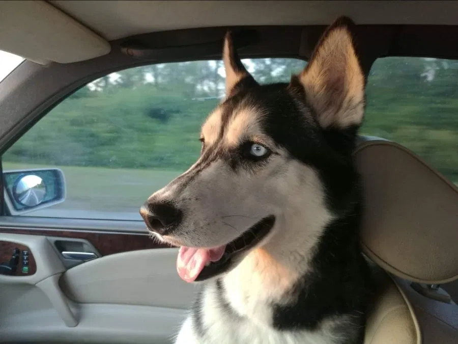 Lost dog in Saint Petersburg, FL, 33713