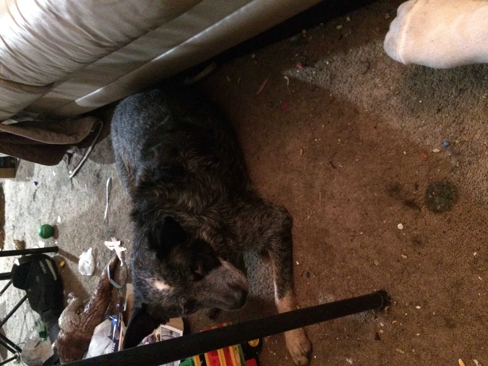 Found dog in Fort Wayne, IN, 46819