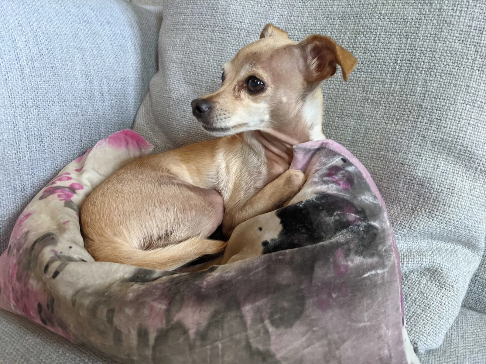 Lost dog in Denver, CO, 80223