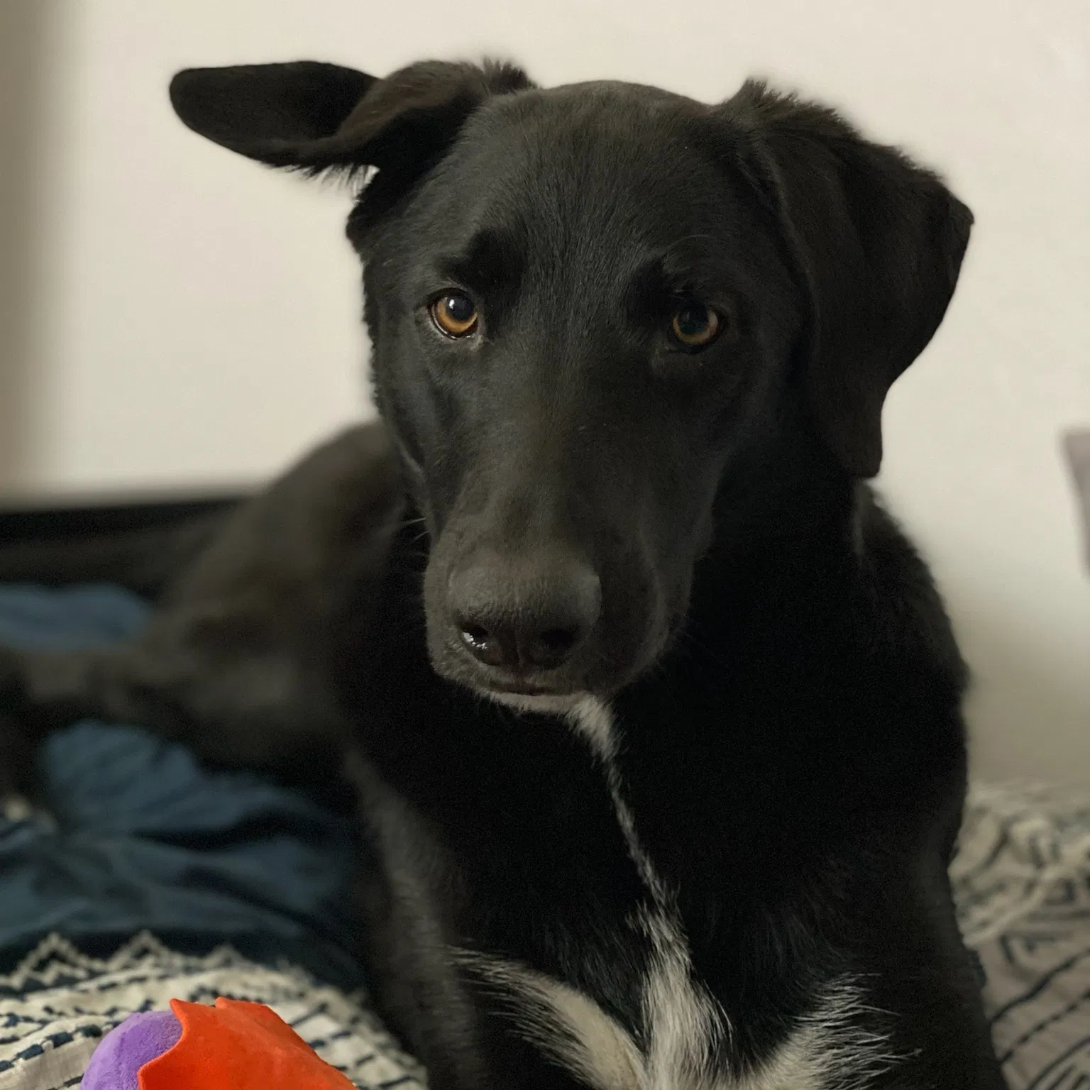 Lost dog in Denver, CO, 80219