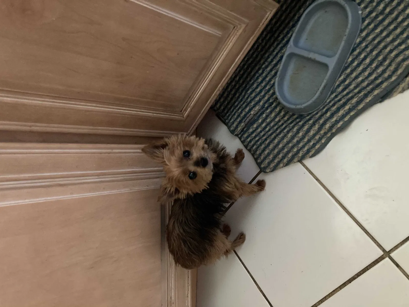 Lost dog in Indianapolis, IN, 46203