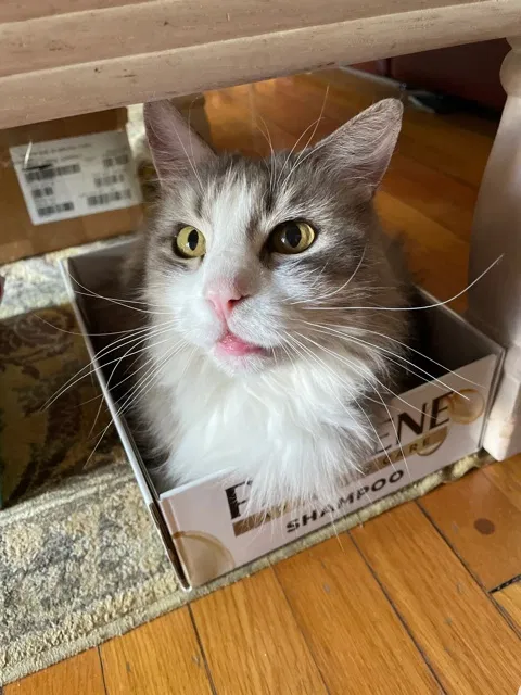 Lost cat in San Marino, CA, 91108