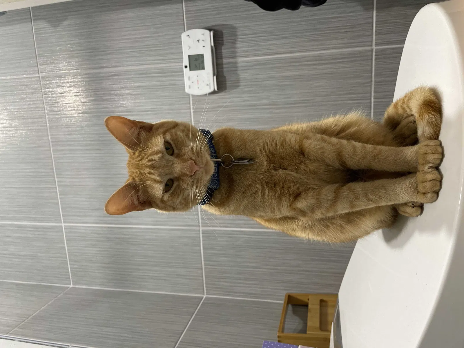 Lost cat in Houston, TX, 77084