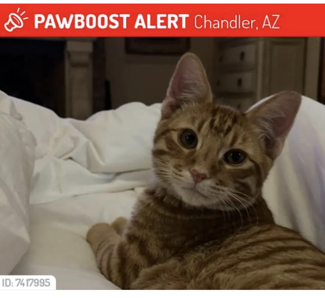 Lost cat in Chandler, AZ, 85249