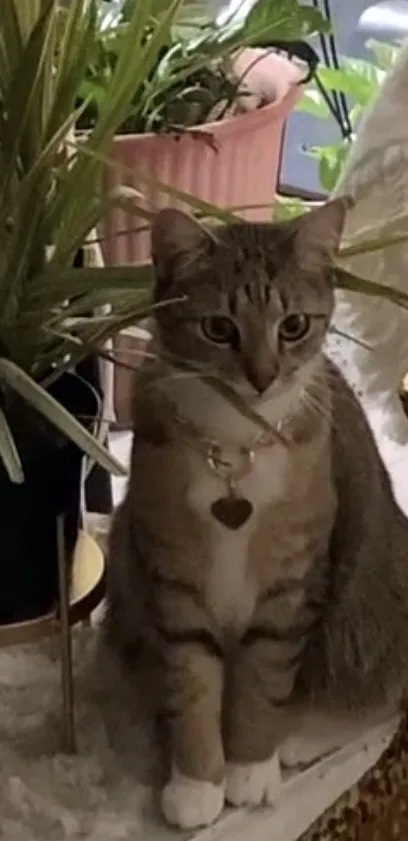 Lost cat in Rockville, MD, 20851