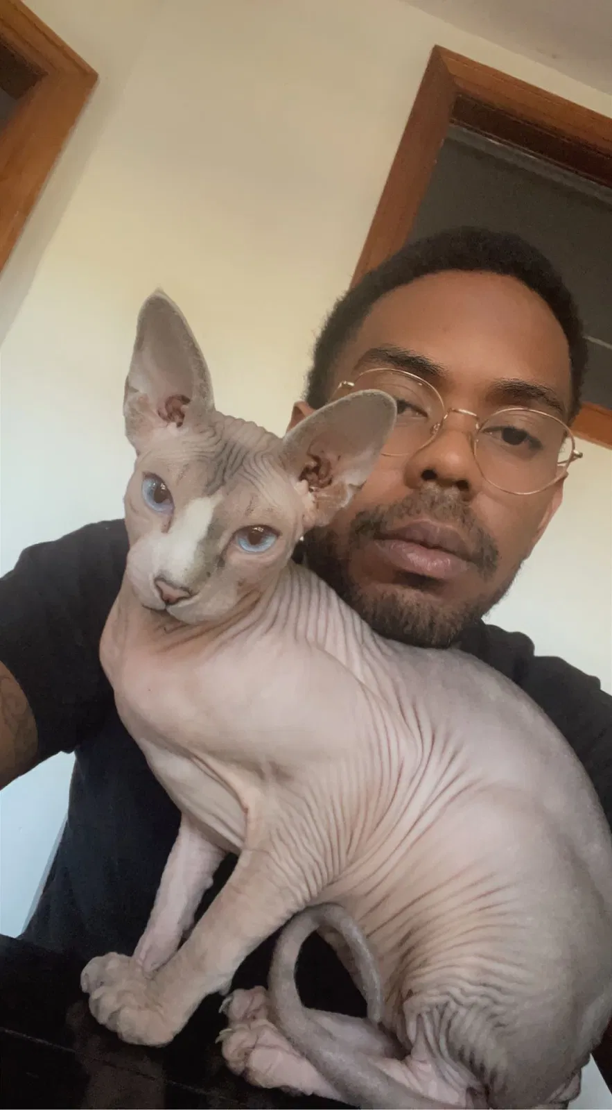 Lost cat in Denver, CO, 80218