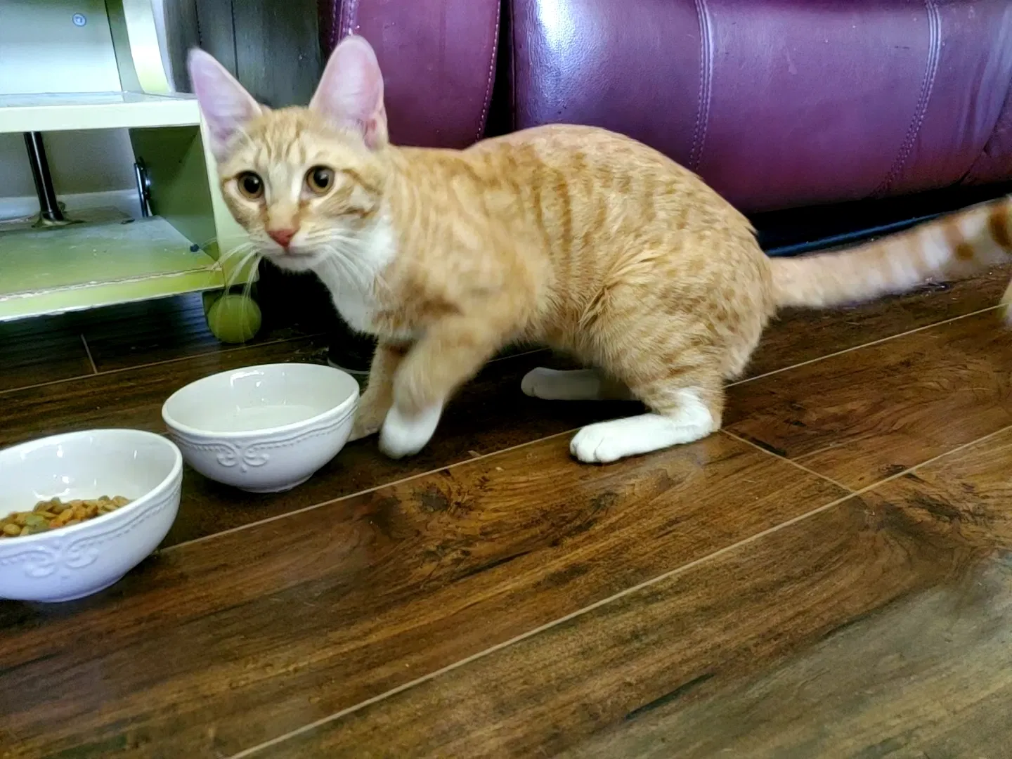 Lost cat in Spring, TX, 77380