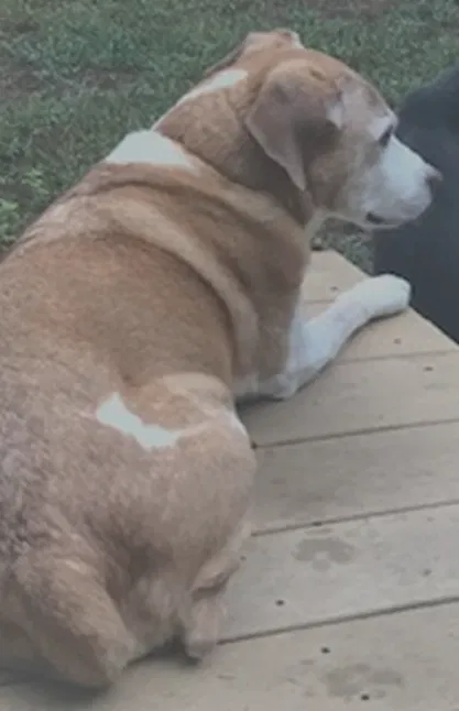 Lost dog in Hollis, NH, 3049