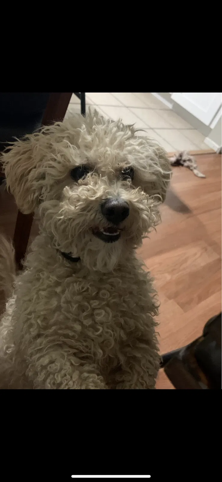 Lost dog in Adelanto, CA, 92301