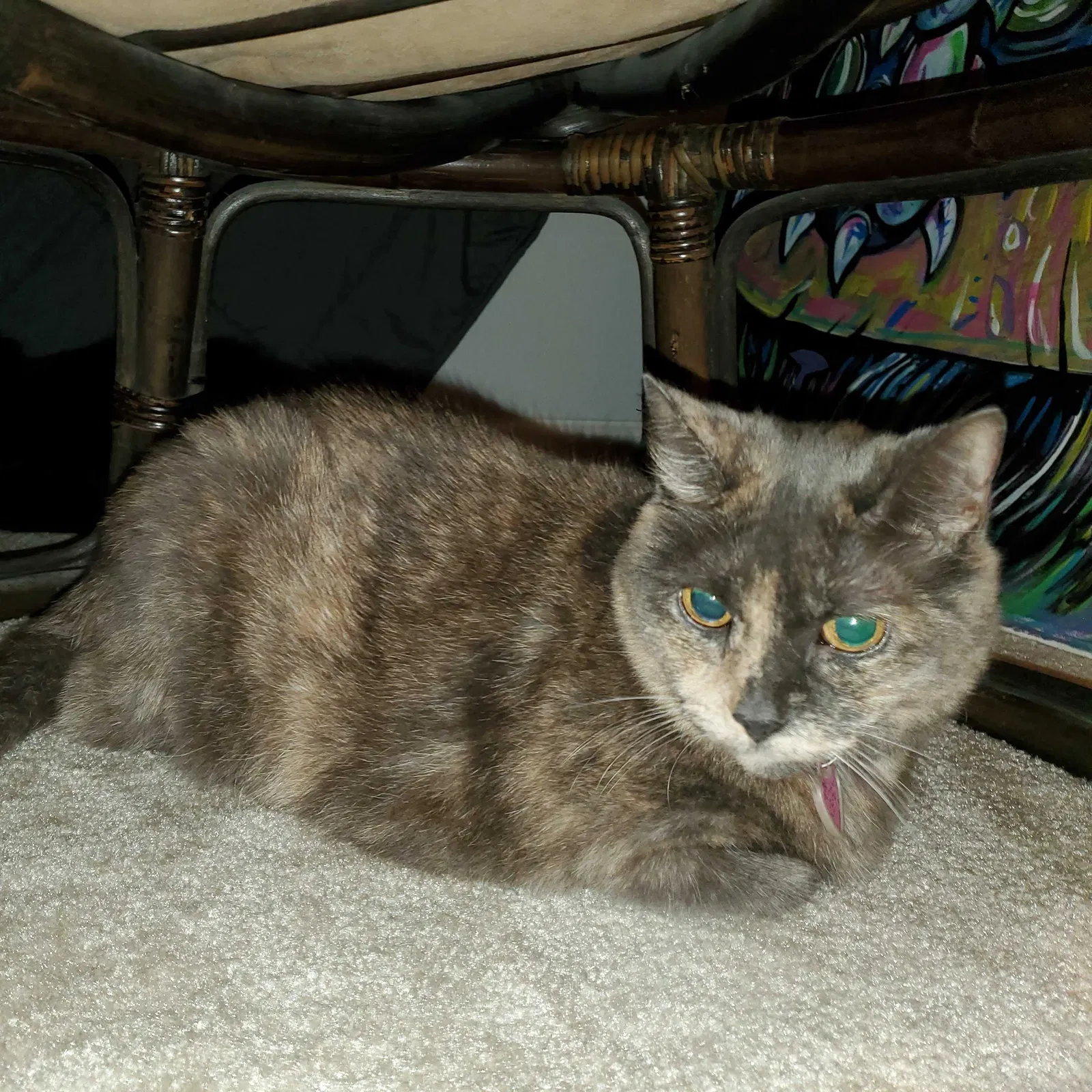 Lost cat in Jacksonville, FL, 32224